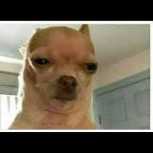 Meet your Posher, Bobby